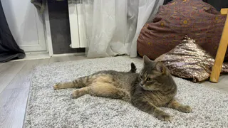 Липкий ролик с шерстью не справлялся — этот способ чистки ковра оказался эффективнее и быстрее