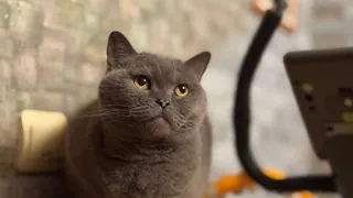 Почему не все коты и кошки ложатся спать в ногах у хозяина - неожиданная причина