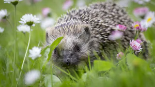 Гоните их палками как увидите: Почему появление ежа на участке это тревожный сигнал для хозяев