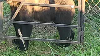 Бурого медведя поймали на дачах Александровского района