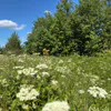 11 июня Коми ждут теплая погода и прогрев до +25 °C, но с грозой в Заполярье