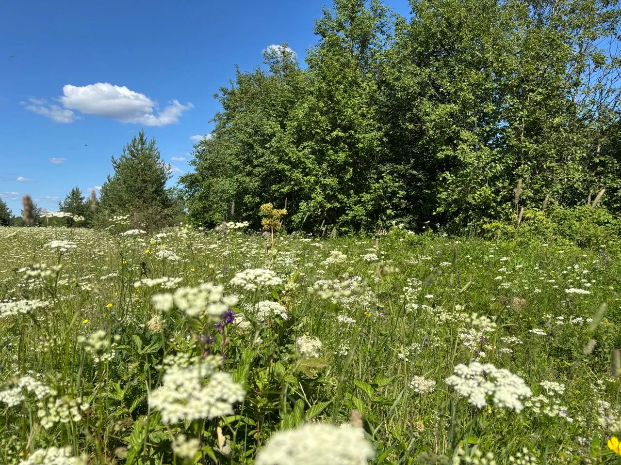 11 июня Коми ждут теплая погода и прогрев до +25 °C, но с грозой в Заполярье