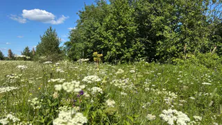 26 июля в Коми установится комфортная летняя теплая погода без осадков