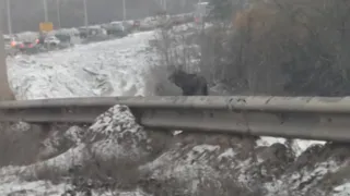 Рязанские водители в очередной раз заметили лося у Северной окружной