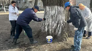 Армейская эстетика или бесполезная трата денег: пензенцы выступают против побелки деревьев