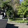 В Пензе вырубят старые деревья, зараженные ясеневой златкой