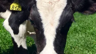 За неделю ветеринарная служба Рязанской области выявила четыре случая незаконного ввоза скота