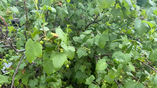 Воткнула под смородину — вся тля исчезла за 1 день: даже опрыскивать не придётся — листья будут чистыми весь сезон