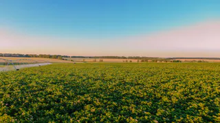 «Мираторг» приобретает «Балтийские семена» в Калининградской области