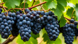 Не подкормка, а мощный допинг для винограда: 5 литров микса под корень в июне — и сладкие плоды крупнее сливы