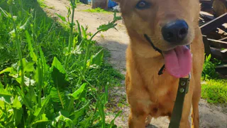 Дай лапку: Арчи, Рыжулька и Мухтар ищут дом