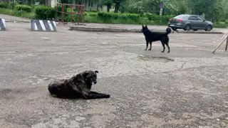 В Чувашии семья покусанного ребёнка добилась выплаты после нападения собаки