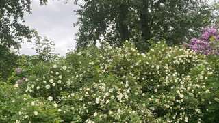 Коми 18 июня встретит прохладная погода с резкими контрастами в градусах между ночью и днем