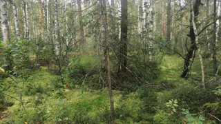 Главную ягоду долголетия ведрами собирают в глубинах марийских лесов – самый сезон