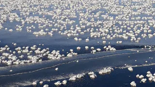 “Ледяные цветы”: касимовец сфотографировал необычное природное явление