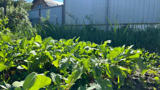 Не торопитесь выкидывать обломки шифера: храню как зеницу ока и вот для чего