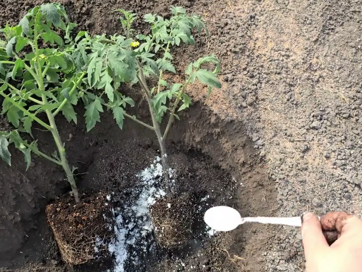 Положите одну ложку в лунку — томаты не болеют и всегда мясистые: по 300 г каждый