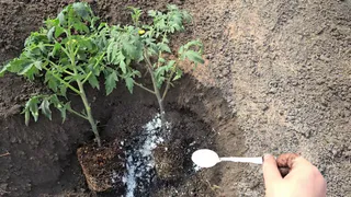 Положите одну ложку в лунку — томаты не болеют и всегда мясистые: по 300 г каждый