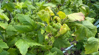 Стригу куст смородины «под ноль»: на следующий год получаю ягоды с кулак - простой способ увеличил урожай ягод вдвое 