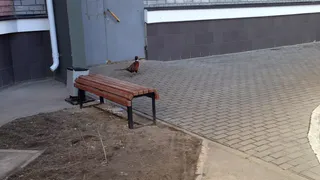 Фазан гуляет у подъезда по улице Быстрецкой