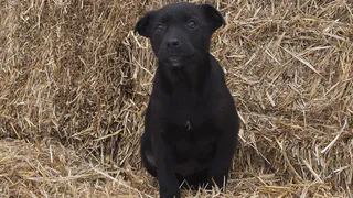 Дай лапку: Фанни, Йоши и Нобу в поисках хозяев