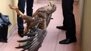 Брянский браконьер убил редкую птицу и пытался продать её чучело