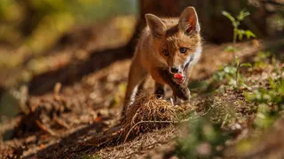 Во Владимирской области проходит вакцинация плотоядных животных от бешенства