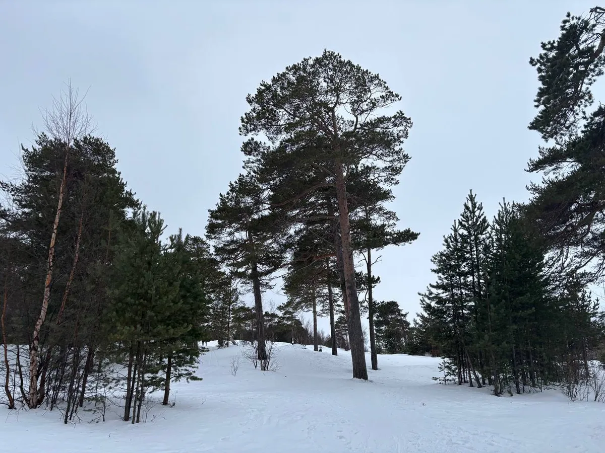 Власти Челябинской области предупреждают о бродящих медведях из-за аномально теплой погоды