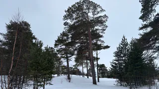 Власти Челябинской области предупреждают о бродящих медведях из-за аномально теплой погоды