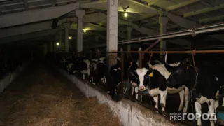 "Все произошло по худшему сценарию": крупное хозяйство в Михайловском районе окончательно разорено