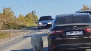 "Что ею двигало?": в Рязанской области засняли женщину, которая выгуливала собаку, находясь в машине