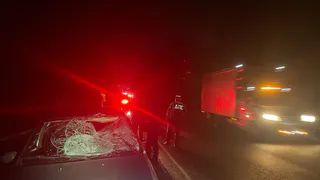 В Нижнекамске сбили лося 