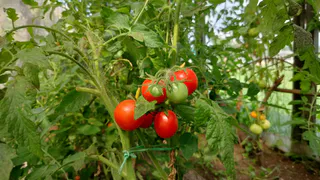 Мясистые, крупные и сахарные: бросьте 1/2 таблетки при посадке - томаты прут сочные, как стейк