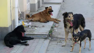 Следком начал проверку после нападения собак на 11-летнюю школьницу