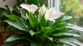 1 ложка на 1 литр — и спатифиллум как подменили: листья будут размером с блюдце, цветоносы лезут без конца