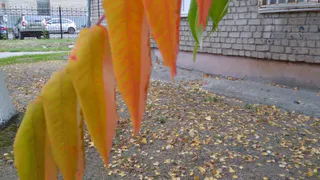 21 сентября в Рязанской области ожидается порывистый ветер и до +24