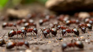 Рассыпала это по участку, и муравьи собрали манатки и удрали навсегда — натуральный метод и мощный кладезь