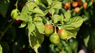 Все о рассаде перца: когда сажать в открытый грунт и чем подкормить