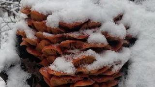 Рязанцы насобирали грибов зимой и похвастались трофеями в сети