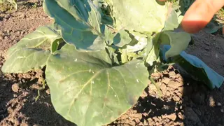 Избавилась от белокрылки раз и навсегда: растворяю ложку в литре воды и радуюсь результату - 3 рабочих способа борьбы