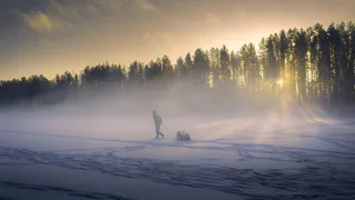 В Коми посадили и восстановили более 200 гектаров леса