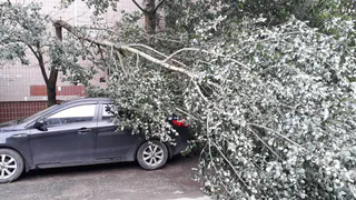 Если ветер свалил дерево: куда обращаться за помощью и уборкой