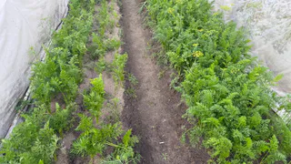 Огородники, эти овощи и зелень успеют созреть до осени – вот что можно спокойно сажать в конце июля