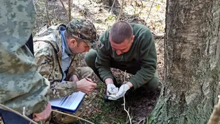 Леса Гусь-хрустального района защитят от шелкопряда особым препаратом