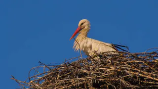 В Рязанской области засняли на видео белого аиста