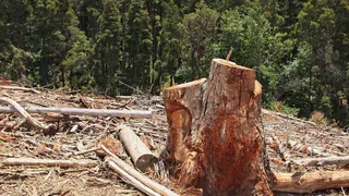 Их состояние критическое: в Муроме землевладельцев обяжут срубить деревья, пораженные насекомыми