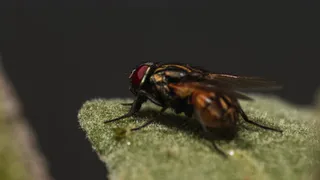 Мухи опаснее, чем кажется! Чем именно, рассказали специалисты из Владимирской области