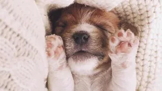 Сон собачий: Выяснилось, что снится друзьям человека