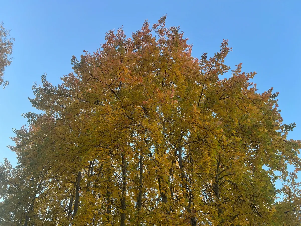 Челябинская область готовятся к смене погоды: с тихих выходных на дождливые будни