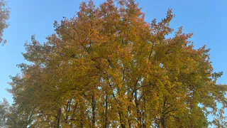 Челябинская область готовятся к смене погоды: с тихих выходных на дождливые будни